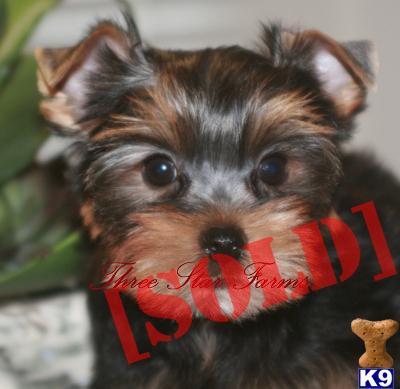 ON HOLD -  AKC Male Yorkie Puppy