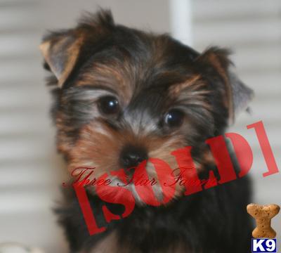 AKC Male Yorkie Puppy
