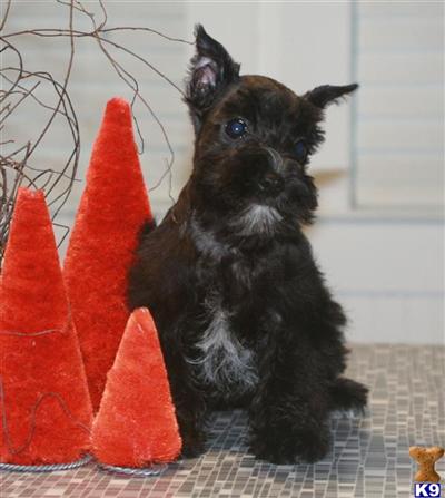 Black AKC Toy Male