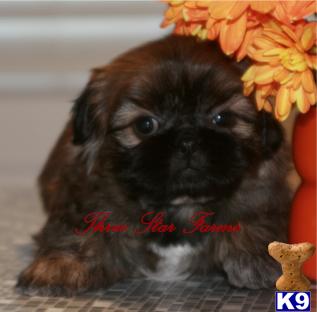 Teacup+shih+tzu+puppies+for+sale+uk