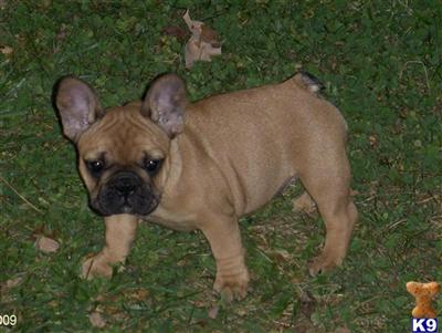 AKC French Bulldog Puppies