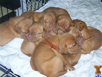 Dogue De Bordeaux puppies