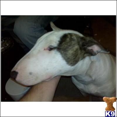 akc champ bull terriers