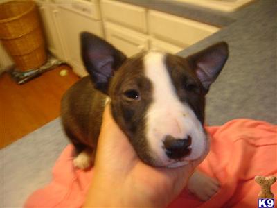 akc ch brindle girl