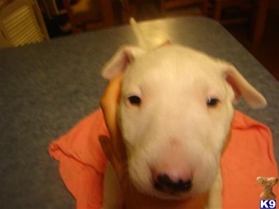 akc ch white girl