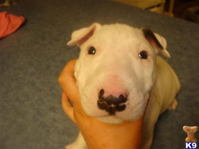 akc champ bull terrier boy white