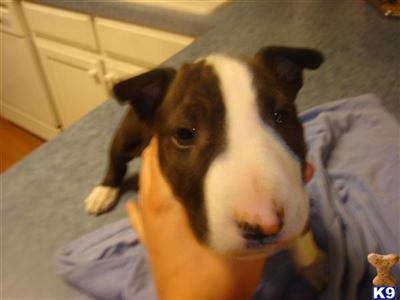 akc ch black brindle bully male