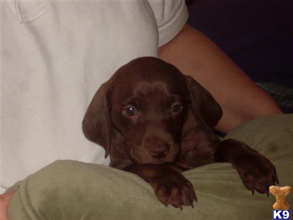 Weislas- a Weimaraner/Vizsla Hybrid cross - Weimaraner Puppies for ...