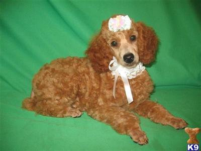 Miniature Red Male Poodle born 7-03-09, 9.2lbs, 11.25 inches tall,  CKC $600
