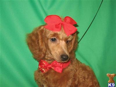 Miniature Red Male with some white on his chest born 7-03-09 8.8lbs, 10inches tall $600, CKC