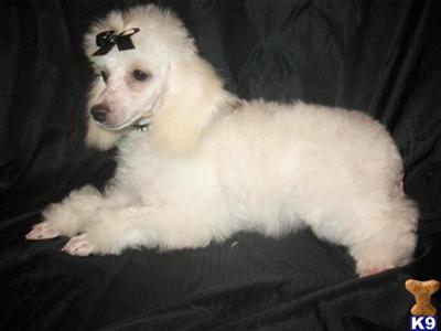 White female Toy Poodle,CKC born 5-08-09, 5.13lbs, 9 inches tall $700