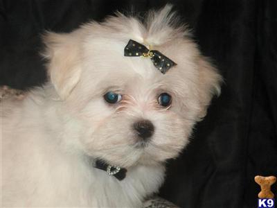 Teacup Female Maltese, 2lbs , DOB  7-29-09 ACA registered, 5.5 inches tall. $800