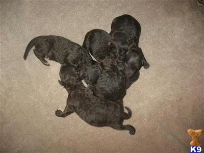 Miniature Poodles-chocolates