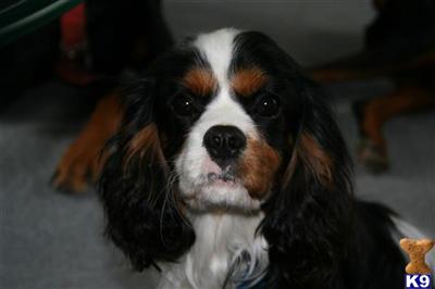 Baxter