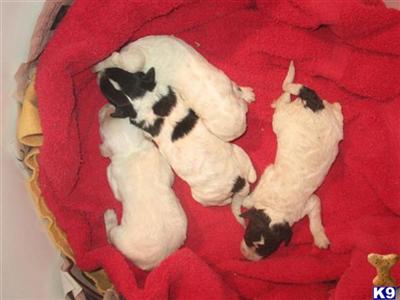 Labradoodle puppies