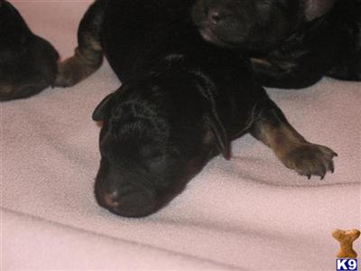 Miniature Poodle puppies born 11-01-09