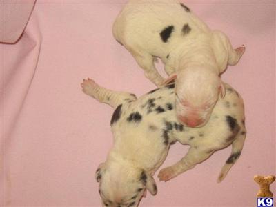 Great Dane puppies born 11-01-09.  Harley is the mother.