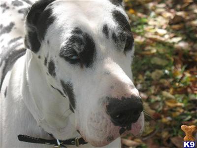 Duke- Great Dane