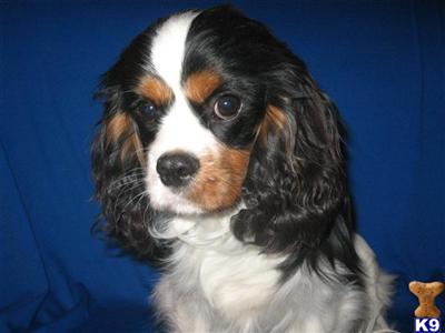 Cavalier King Charles Spaniel Standing at Stud. Exceptional Personality.