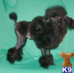 Poodles for Stud- Tiny Toy, Toy, Miniature, Standard.