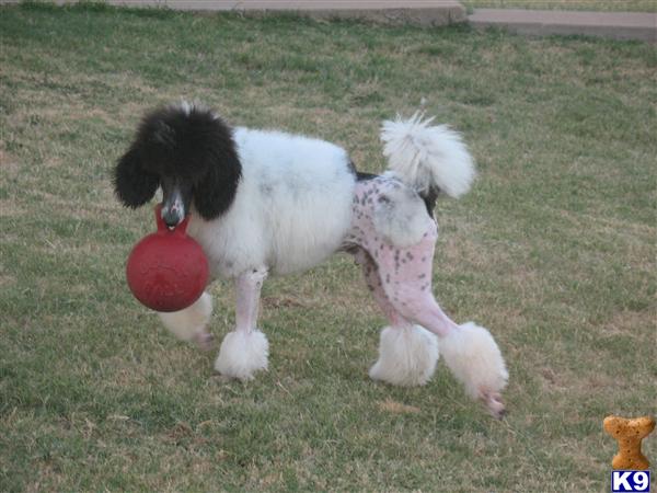 Poodles for Stud- Tiny Toy, Toy, Miniature, Standard.