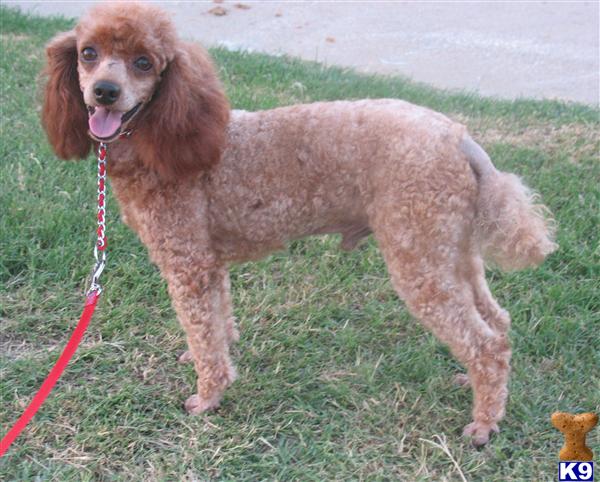 Red Miniature Poodle Standing for Stud