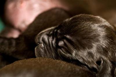 Outstanding Dane Litter