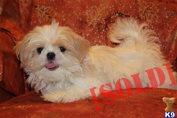 Small White Female Shih Tzu