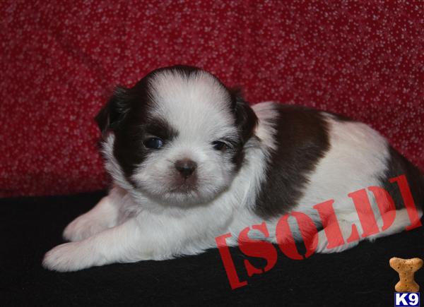 Chocolate and White Female Shih Tzu Puppy