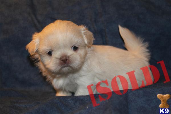 Pending Sale