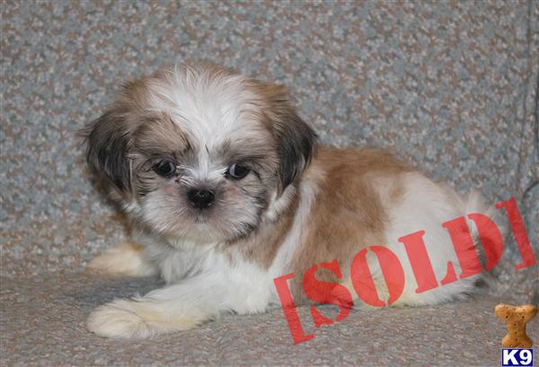 gold and white shih tzu puppies document moved gold and white shih tzu puppies document moved
