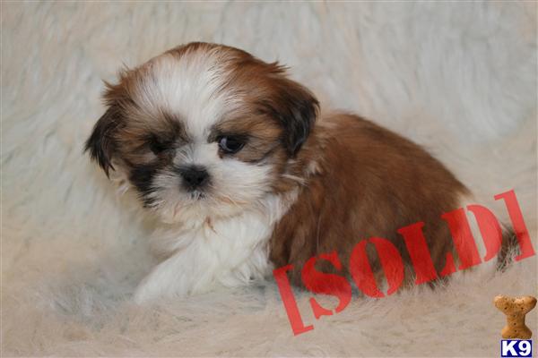 Red+and+White+Shih+Tzu Red and White Shih Tzu http://www.k9stud.com/PuppiesforSale/shih-tzu ...