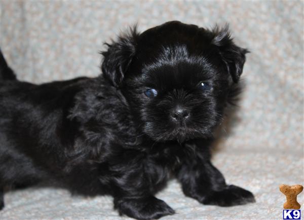 solid black shih tzu document moved solid black shih tzu document moved