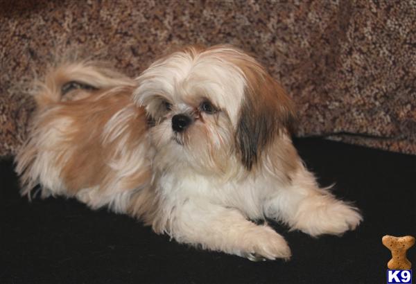 Small AKC Gold and White Shih Tzu Puppy Gilley in BURLESON