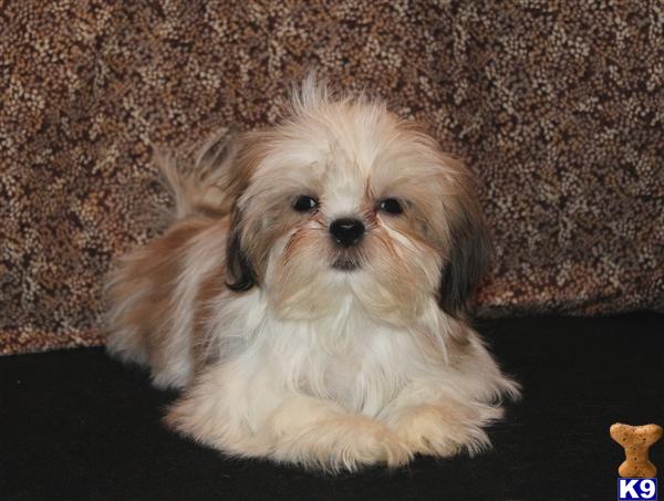 gold and white shih tzu puppies document moved gold and white shih tzu puppies document moved