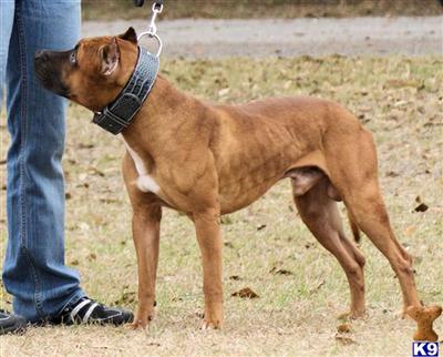 Athletic, Smart, and a Great Temperament