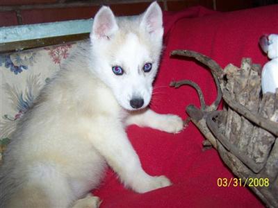 Siberian Huskies