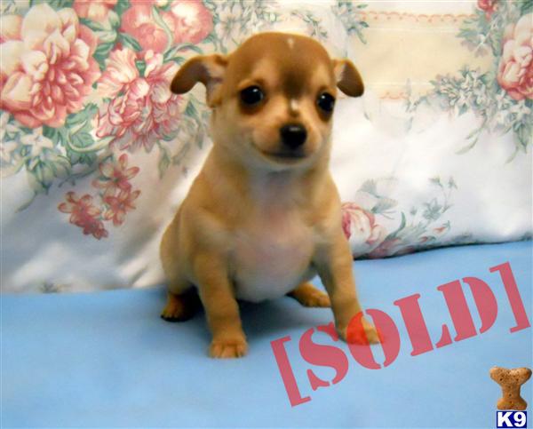 adorable sable chihuahua male