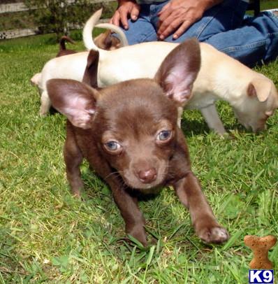 CKC Chihuahua puppies available in oregon-WATCH VIDEOS