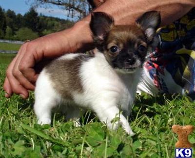CKC Chihuahua - Gorgeous Baby doll