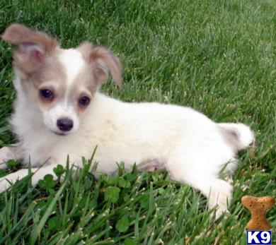 Beautiful chihuahua male longhaired white with blue spots