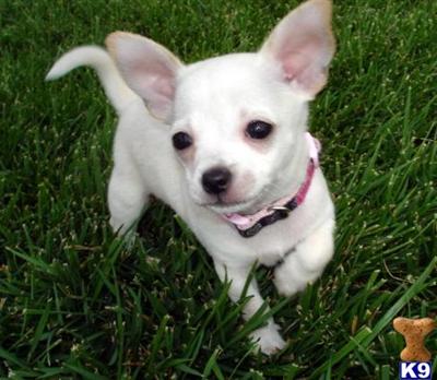 Petite white with cream Chihuahua male 