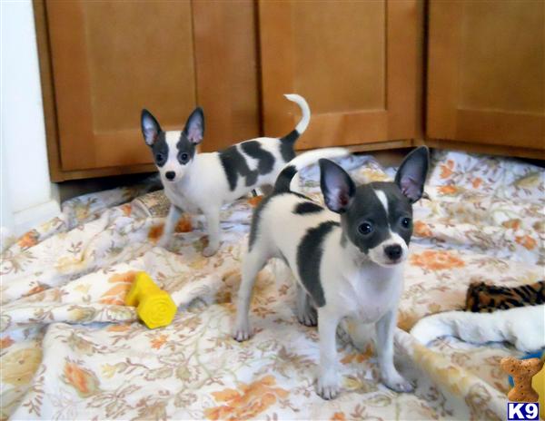 Blue and White Chihuahua females 