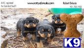 rottys for sale  shipping available