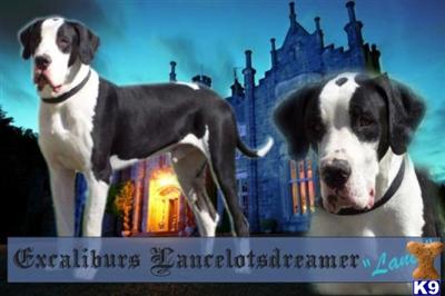 Excaliburs Lancelotsdreamer