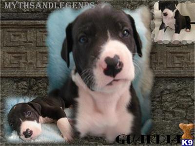Quarter Euro Great Dane puppy