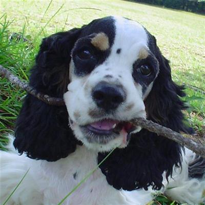 Cocker Puppy