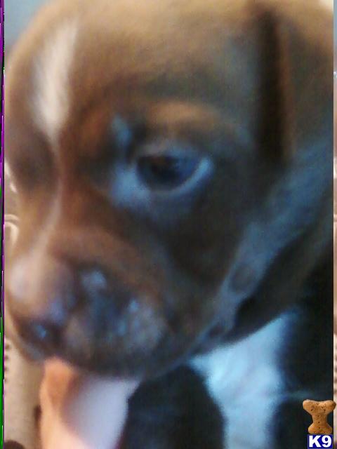 pit bull puppys