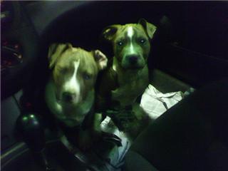 American Pit Bull Terriers