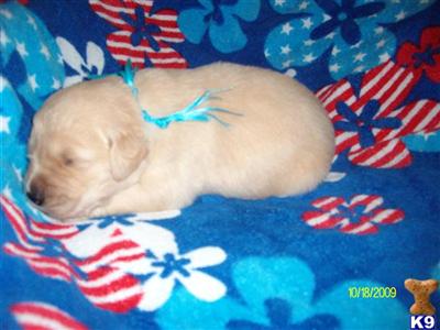 AKC English Champion Lined Golden Retriever Puppy